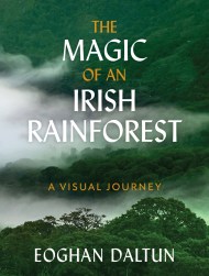 The Magic of an Irish Rainforest